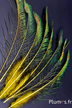 Paon bleu sabre - 30-38 cm - jaune